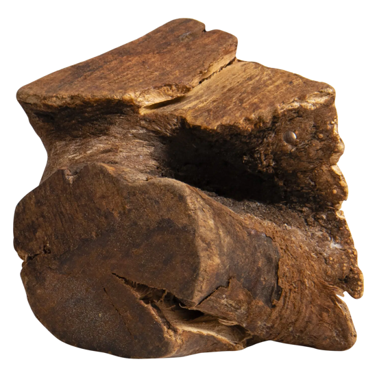 Afbeelding van Boomwortel - M