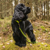 Afbeelding van Rukka Grip Tracking Leash M